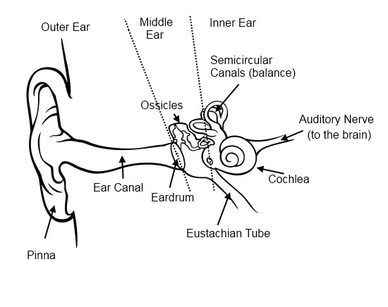 human-ear-diagram hearing loss